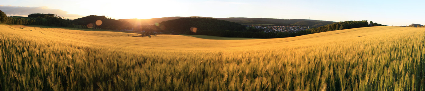 Getreidefeld Südwestfalen
